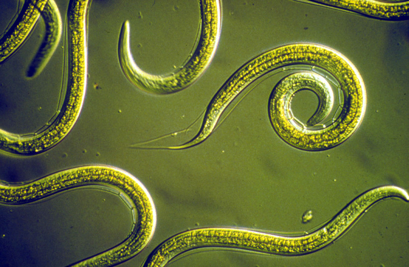  Group of nematodes. (photo credit: Wikimedia Commons)