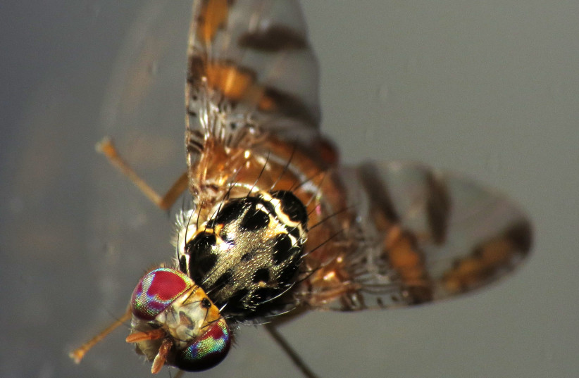  A female fruit fly. (photo credit: Wikimedia Commons)