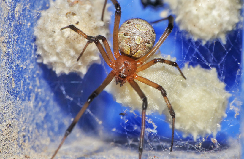  A brown widow spider. (photo credit: Dr. Monica Mowery)