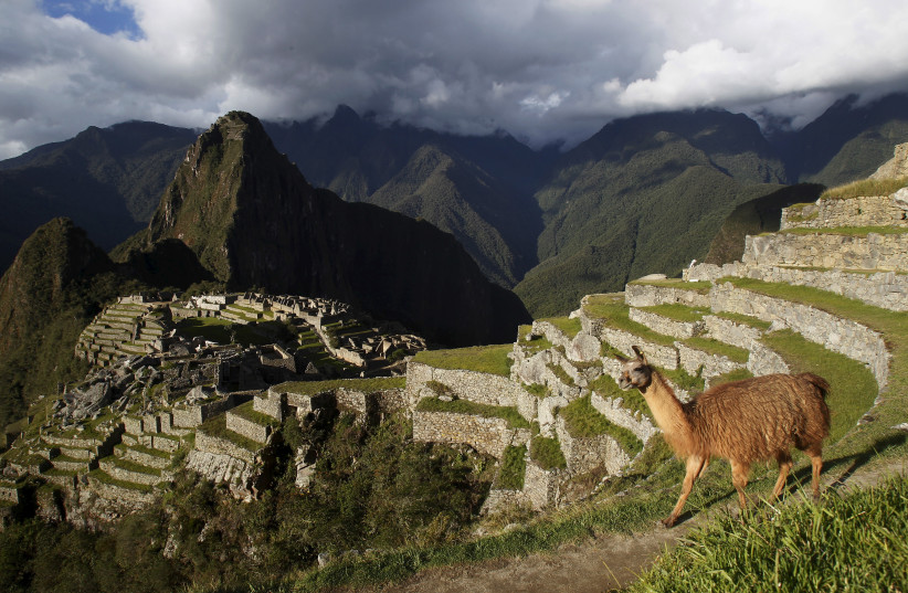  A llama is seen near the Inca citadel of Machu Picchu in Cusco, Peru, in this December 2, 2014 file photo. (photo credit: REUTERS/Enrique Castro-Mendivil/Files)