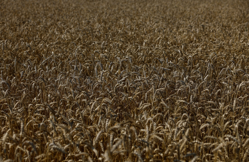  Ears of wheat are seen during a harvesting in a field near the village Kyshchentsi, amid Russia's attack on Ukraine, in Cherkasy region, Ukraine July 18, 2023.  (photo credit: VALENTYN OGIRENKO/REUTERS)