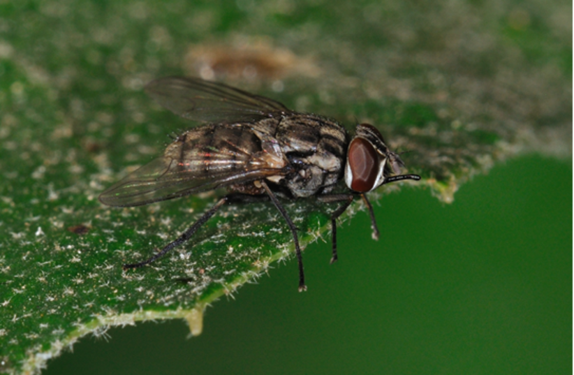  An illustrative image of a fly. (photo credit: Oz Rittner/The Steinhardt Museum of Natural History)