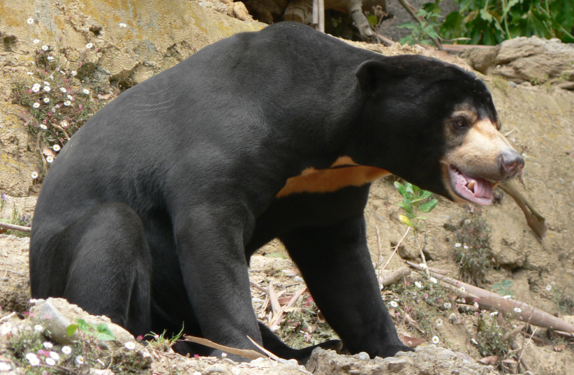 Sun Bear (Helarctos Malayanus) Pengo At Enclosure At Wellington Zoo, Wellington New Zealand. (photo credit: Wikimedia Commons)