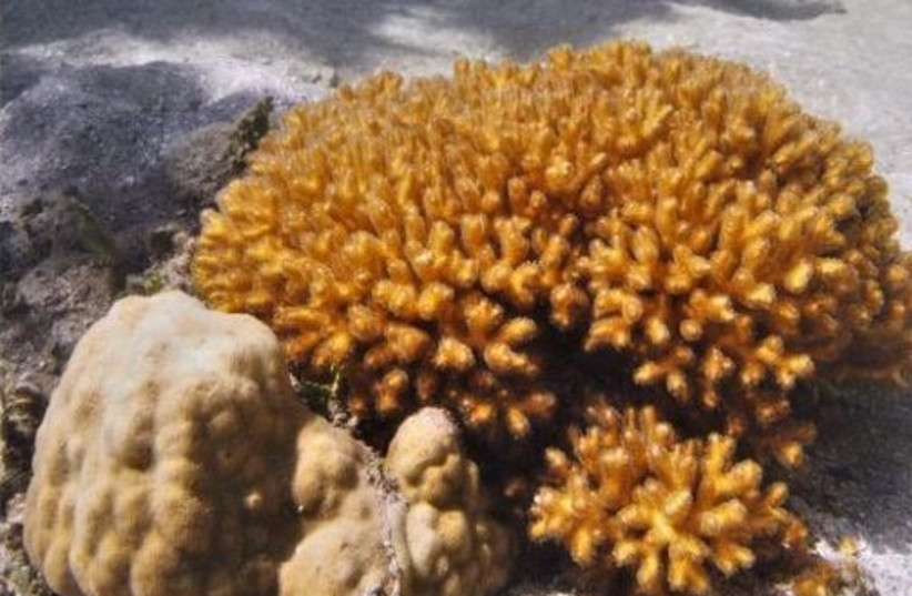  Sydney researchers had previously discovered the coral species Porites lutea thrives in both mangrove and reef sites.  (photo credit: Emma Camp)