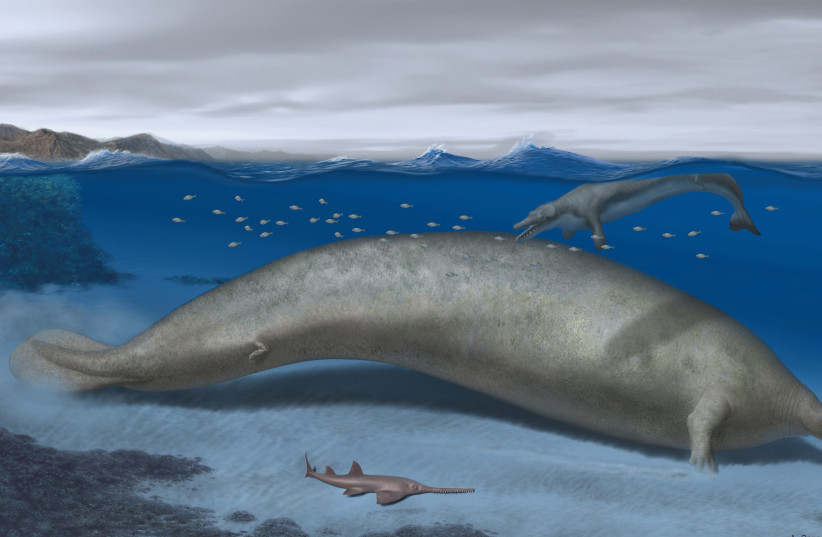  Perucetus colossus, an early whale from Peru that lived about 38-40 million years ago, a marine mammal built somewhat like a manatee that may have exceeded the mass of the blue whale, long considered the heftiest animal on record, is seen in an undated artist's rendition.  (photo credit: REUTERS)