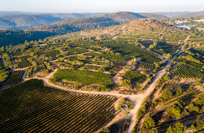  THE BEAUTIFUL vineyards and surrounding countryside of the Judean Hills at Kibbutz Tzuba.  (photo credit: JUDEA WINE CLUB)