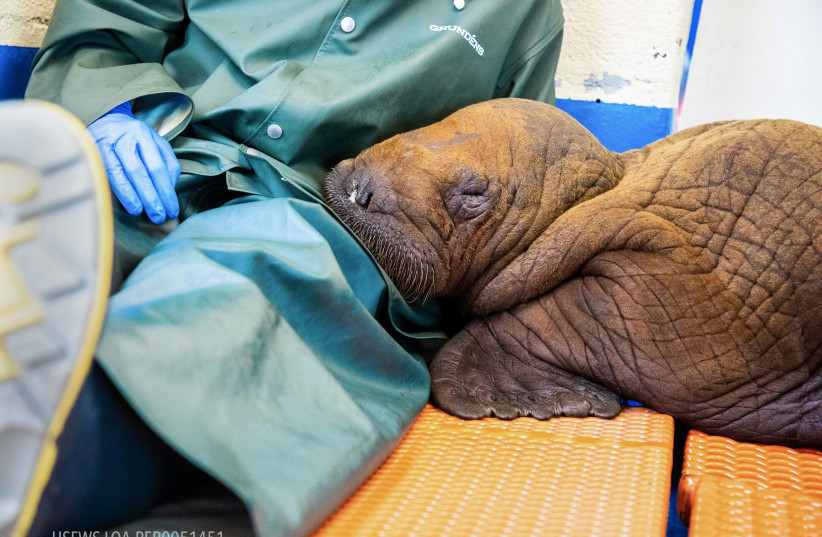 Walrus calf found alone and miles from the ocean on Alaska’s North Slope is getting bottle fed and receiving round-the-clock "cuddling" from animal welfare workers who are trying to keep the 1-month-old alive. (photo credit: Kaiti Grant/Alaska SeaLife Center)
