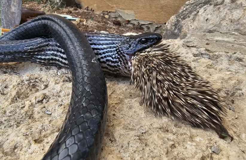  A snake and porcupine both die after the snake's failed attempt to eat the porcupine. (photo credit: AVIAD BAR/PARKS AND NATURE AUTHORITY)