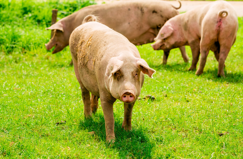 Pig at pig farm (photo credit: INGIMAGE)