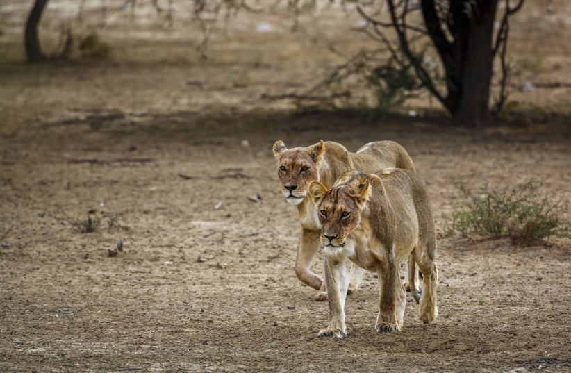  Two African lionesses walking in dry land in Kgalagadi transfrontier park, South Africa (photo credit: INGIMAGE)