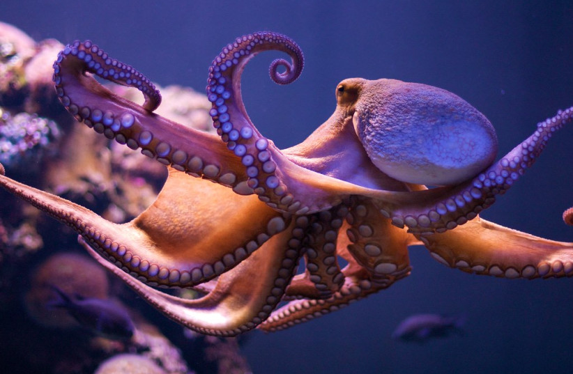  A purplish-red octopus extends its arms and floats in dark blue water. (photo credit: PXFUEL)