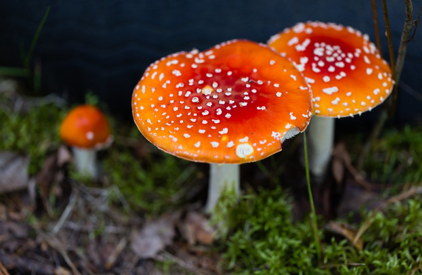  Colorful death cap mushrooms. (photo credit: FLICKR)