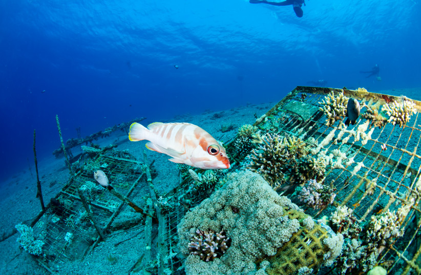  Fish swim in the Gulf of Eilat's coral reef. (photo credit: The Inter-University Institute for Marine Sciences in Eilat)