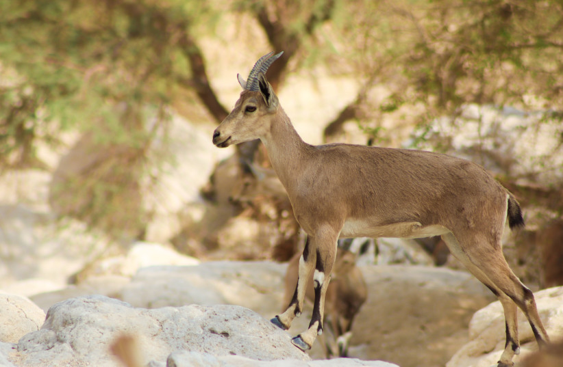  An ibex at Israel's Ein Gedi reserve. (photo credit: SUSANNAH SCHILD)