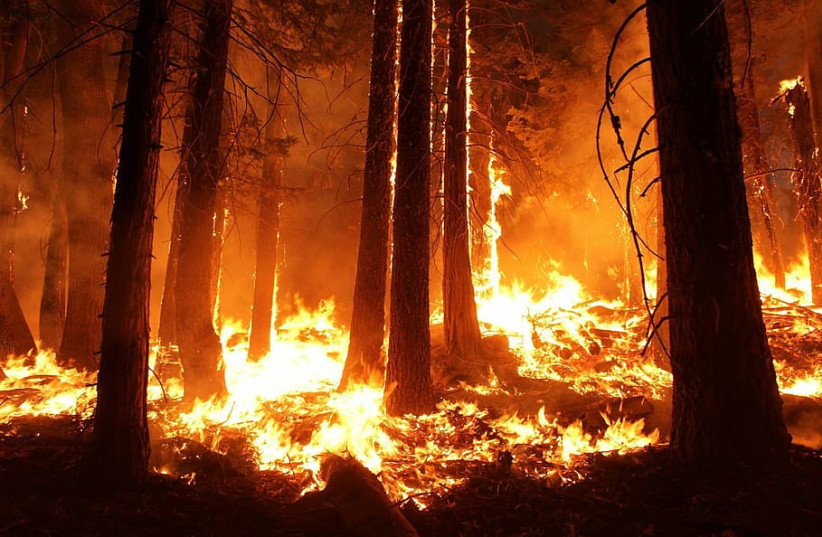  A forest ablaze in a wildfire. (photo credit: WALLPAPER FLARE)