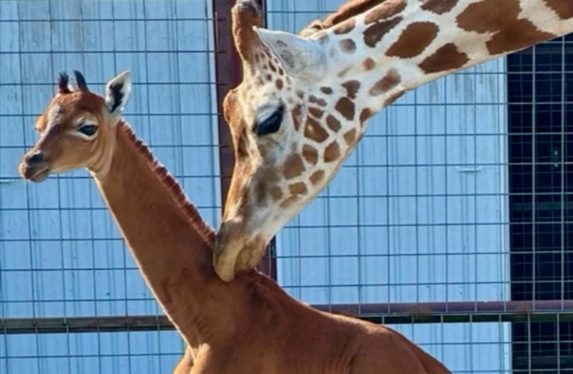  A rare spotless giraffe born at Bright's Zoo is seen in Johnson City, Tennessee, US. (photo credit: Bright's Zoo/TMX/Handout via REUTERS )