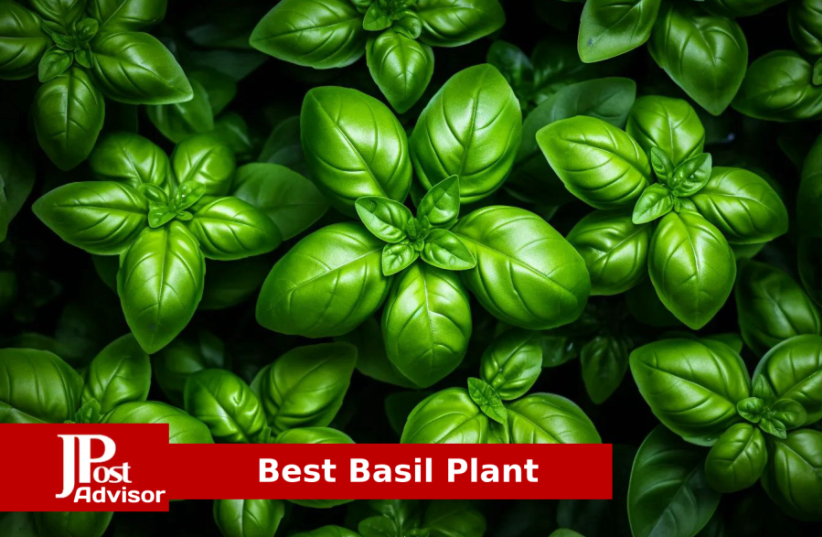  10 Most Popular Basil Plants for 2023 (photo credit: PR)