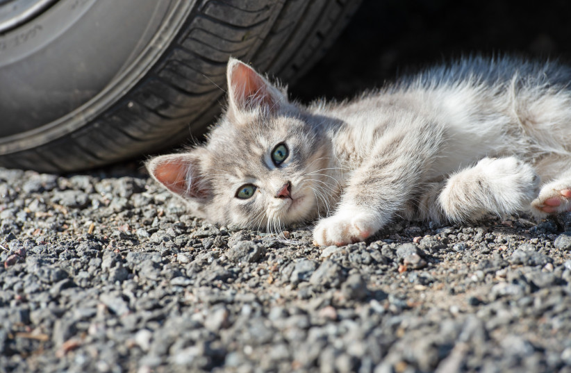 Dreaming about their next adventure: A cat lies next to a car (illustrative) (photo credit: INGIMAGE)