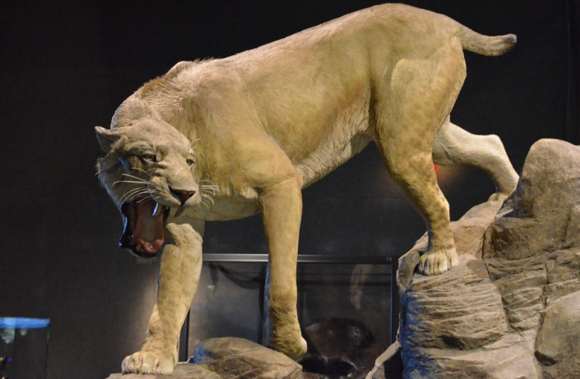 A sabre tooth tiger depiction at the Boston Museum of Science. (photo credit: FLICKR)