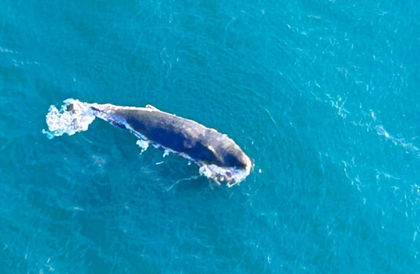  Large, humpback whale spotted off the coast of Israel, August 2023 (photo credit: NATURE AND PARKS AUTHORITY)