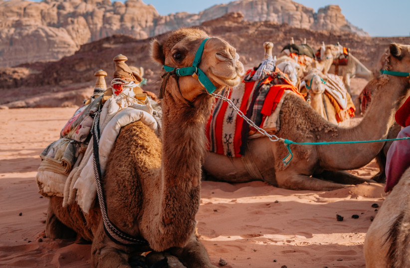  Camels in the desert. (illustrative) (photo credit: PEXELS)