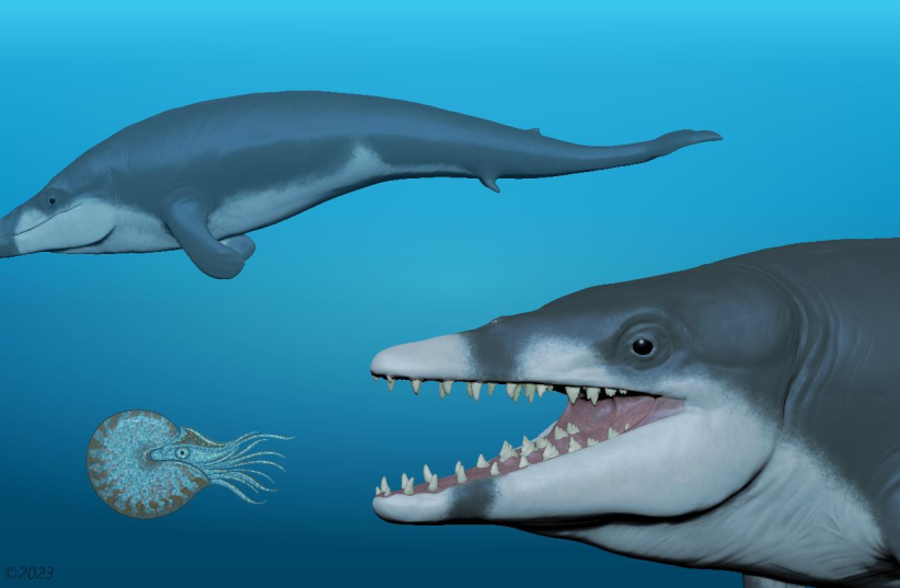  Life reconstruction of Tutcetus rayanensis: A scene depicting two extinct basilosaurid whales, with the foreground individual preying on a nautilid cephalopod and another swimming in the background (photo credit: Ahmed Morsi/Wikimedia Commons)