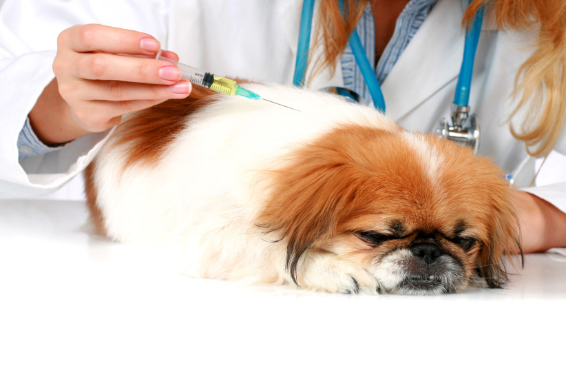  Dog's vaccination (illustartion) (photo credit: INGIMAGE)