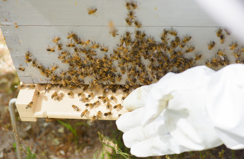  A swarm of bees (photo credit: INGIMAGE)