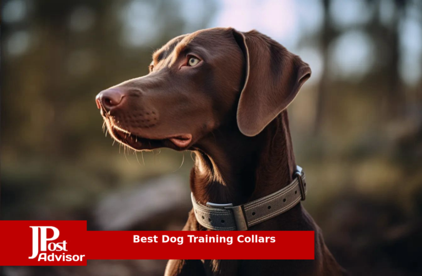  10 Best Selling Dog Training Collars for 2023 (photo credit: PR)