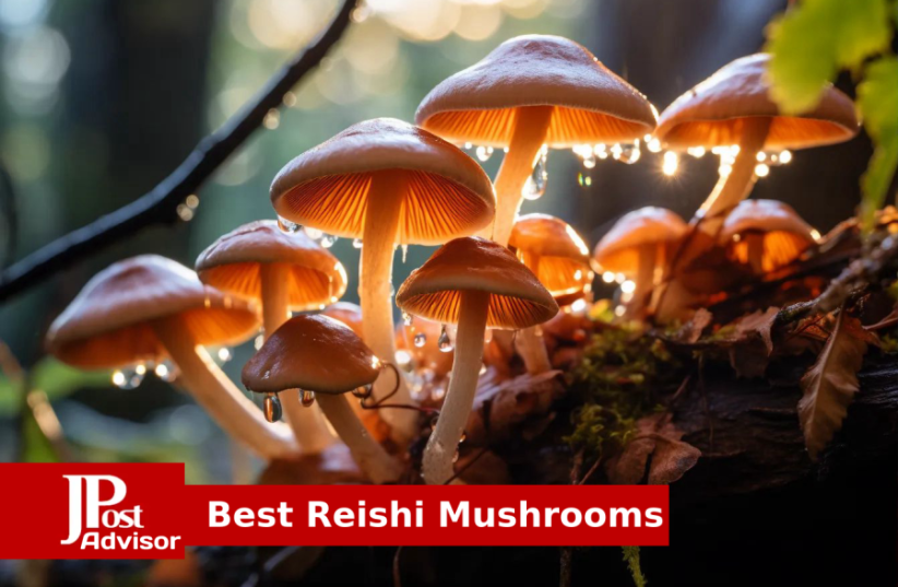  10 Best Selling Reishi Mushrooms for 2023 (photo credit: PR)