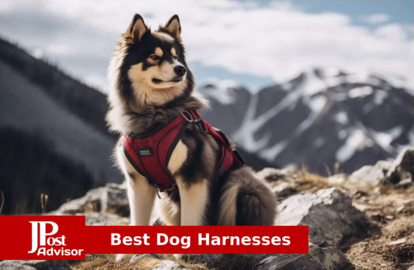  10 Best Dog Harnesses for 2023 (photo credit: PR)