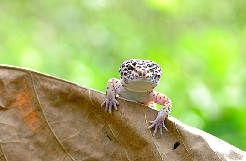  Leopard gecko, found between Iran and India. (photo credit: WIKIMEDIA)