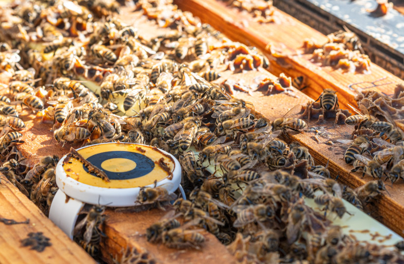  With a single sensor, BeeHero can generate millions of data points in a beehive every day. (photo credit: BEEHERO)