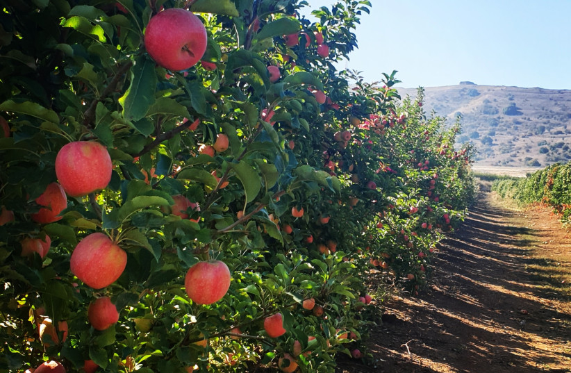  An apple orchard of the Pink Lady variety in the Golan (photo credit: YAEL SHAVIT COMMUNICATIONS)