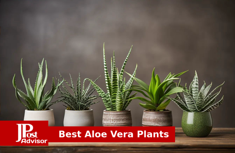   9 Best Selling Aloe Vera Plants for 2023 (photo credit: PR)