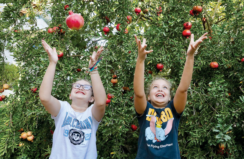  Children picking pomegranates in the Jerusalem neighborhood of Arnona.  (photo credit: MARC ISRAEL SELLEM)