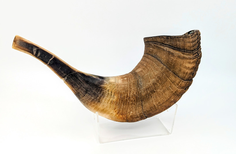  SEE ALL manner of ‘shofars’ at the Biblical Museum of Natural History.  (photo credit: Biblical Museum of Natural History)