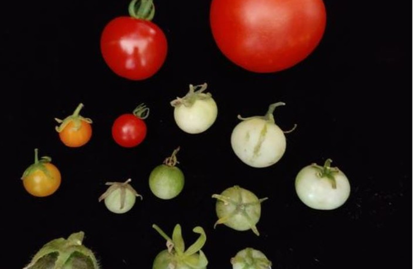  Ripe fruits from the cultivated tomato (top right) and its 13 species of wild relatives (photo credit:  Jacob Barnett)