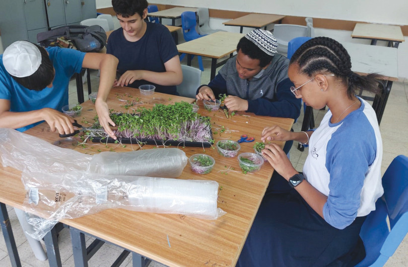  STUDENTS AT Netanya’s Rigler School prepare microgreens for sale.  (photo credit: ROBIN KATZ)