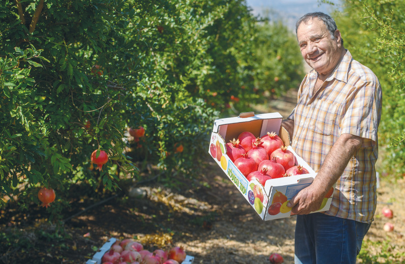  POMEGRANATES ARE picked in advance of Rosh Hashanah, at Yesud Hama’ala in the Upper Galilee. The Judaism that was dreamed about, with rich agricultural laws and national policies, is now almost fully practiced, says the writer.  (photo credit: AYAL MARGOLIN/FLASH90)