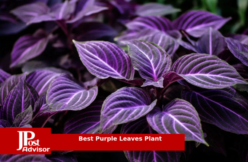  9 Best Selling Purple Leaves Plants for 2023 (photo credit: PR)