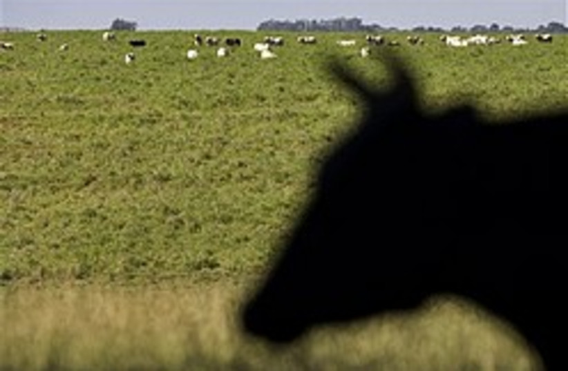 cattle 248.88 (photo credit: AP)