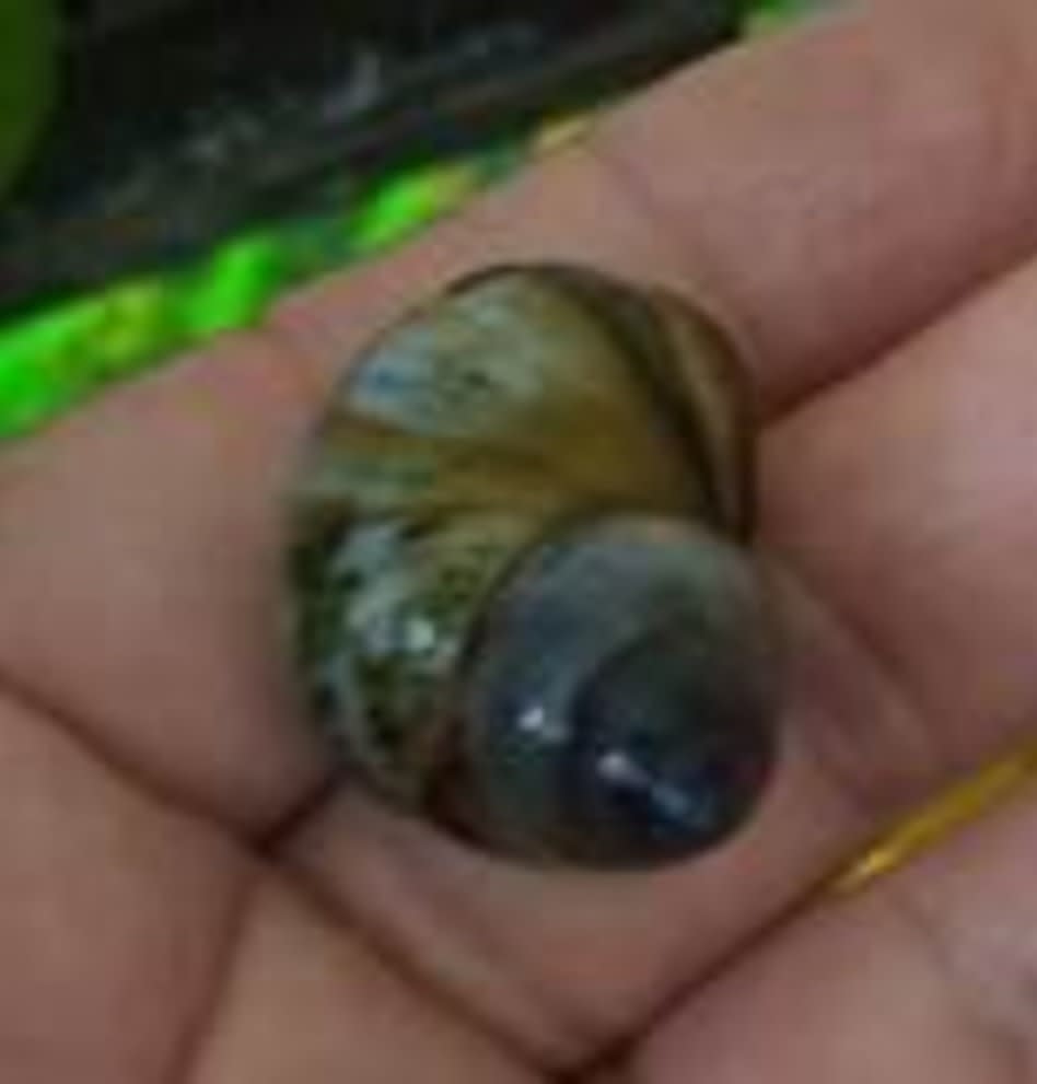 Credit: One of the snails out of the thousands that were caught in the suitcases of the foreign workers (Photo: Ministry of Agriculture)