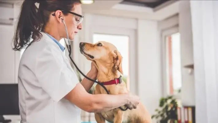 It is important to vaccinate your pets against rabies