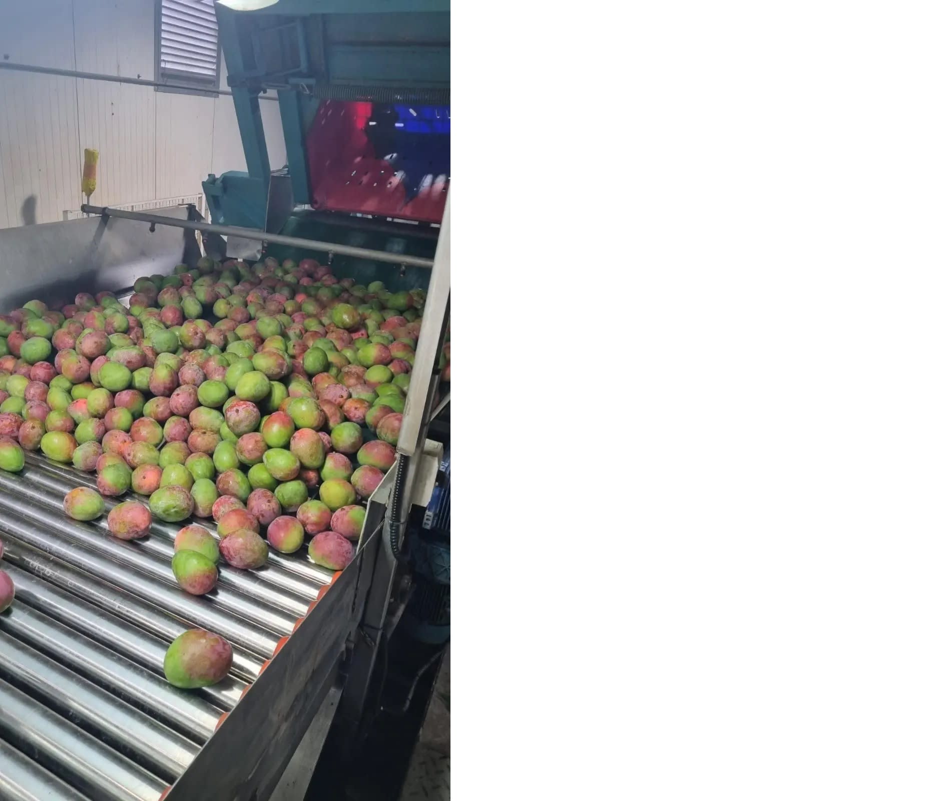 The Zemach Avocado packing house