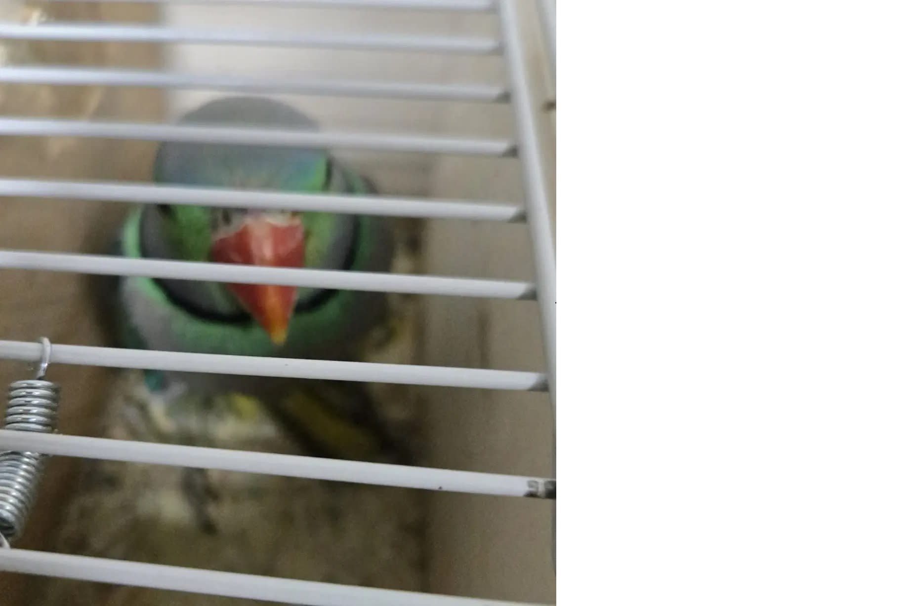 Smuggling animals is not only a violation of the law, but also a serious blow to animal welfare and a real risk to public health