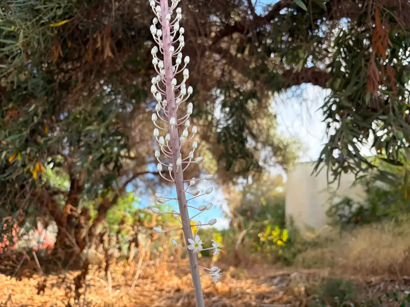 Every day a different group of about 30 flowers opens above the previous ones, and the flowers that opened the previous day wither