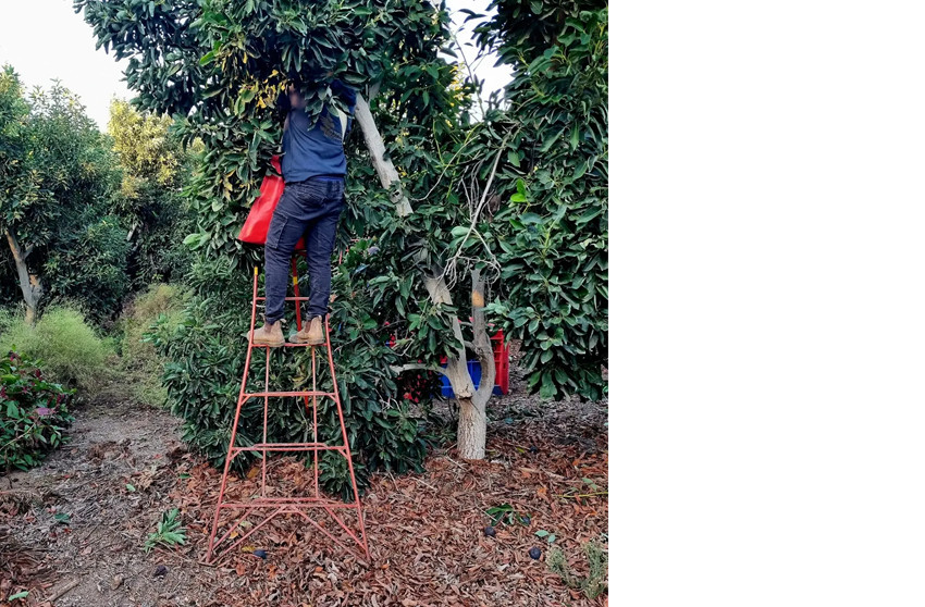 Avocado harvesting.