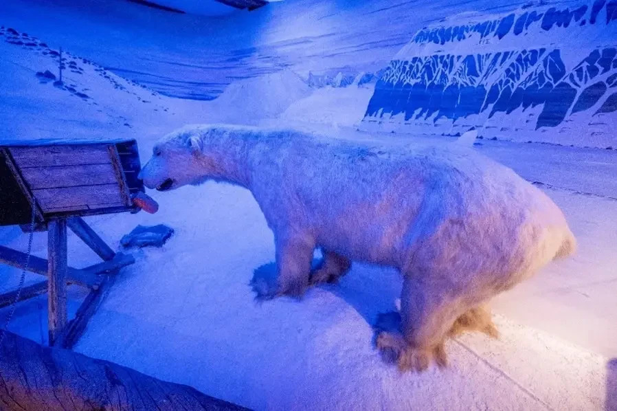 What would such an encounter look like in the wild? The Polar Museum