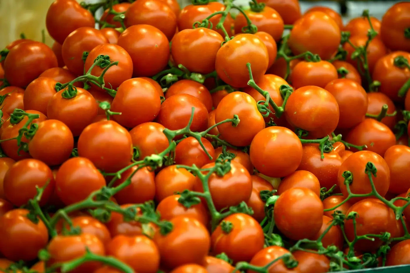 Decline in Israeli agricultural yield. Tomatoes at the Hatikva Market